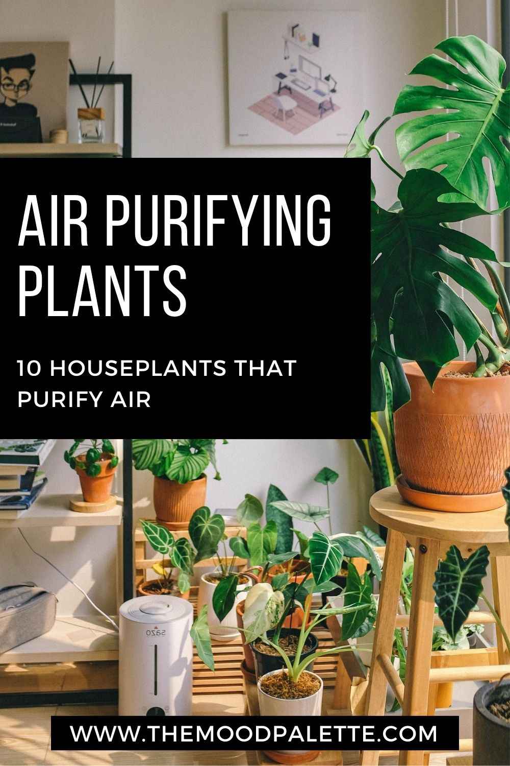 You are currently viewing Air Purifying Plants: 10 Houseplants That Purify Air
