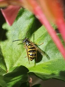 Read more about the article Everything you need to know about wasp infestation